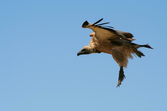 White-backed Vulture, Etosha, Namibia